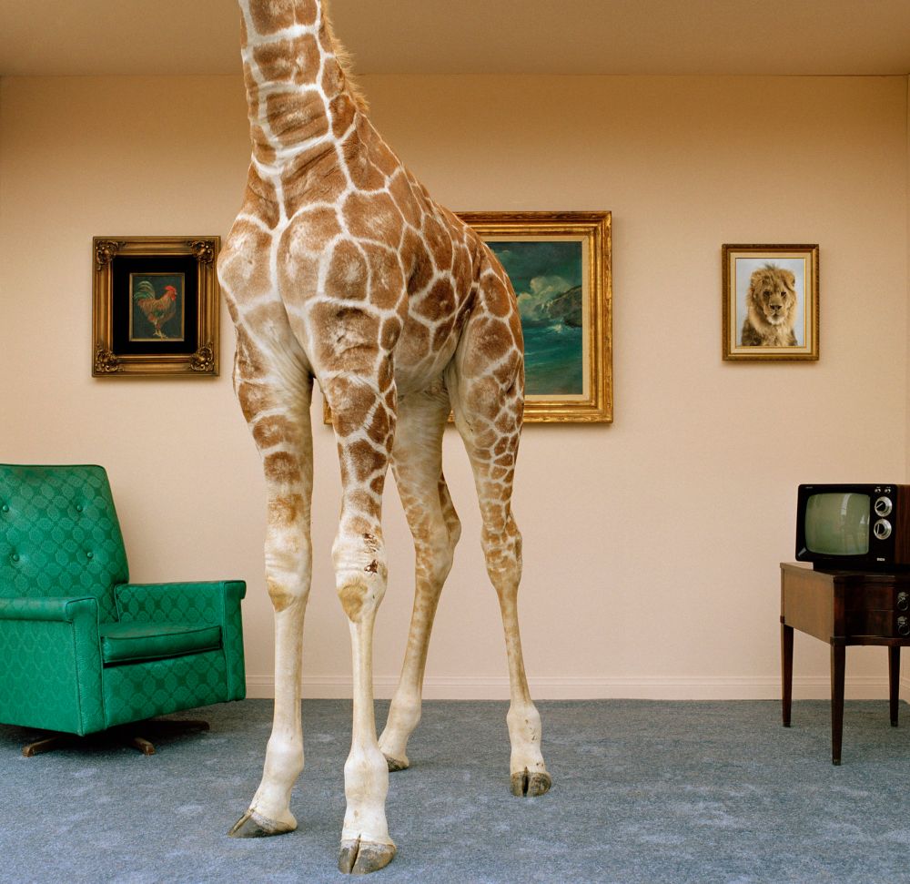 Giraffe som står i en stue. Giraffens hode er ikke i bildet.